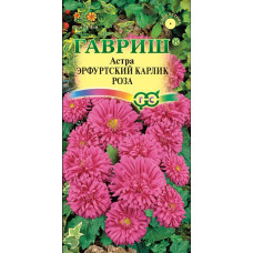 Астра Эрфуртский карлик Роза Гавриш