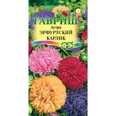 Астра Эрфуртский карлик смесь Гавриш