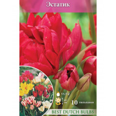 Тюльпан ЭСТАТИК НК 10шт