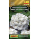 Пеларгония Рафаэлла F1 белая  