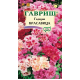 Годеция Красавица,махровая смесь Гавриш Годеция Красавица,махровая смесь Гавриш