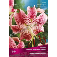 Лилия Прекрасная Рубрум