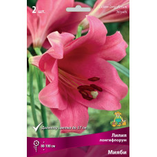 Лилия Лонгифлорум Мияби Поиск 2шт