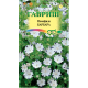 Немофила Барбара пятнистая Гавриш Немофила Барбара пятнистая Гавриш