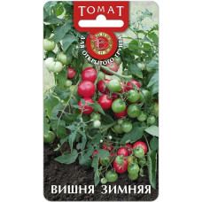 Томат холодостойкий Вишня Зимняя Биотехника